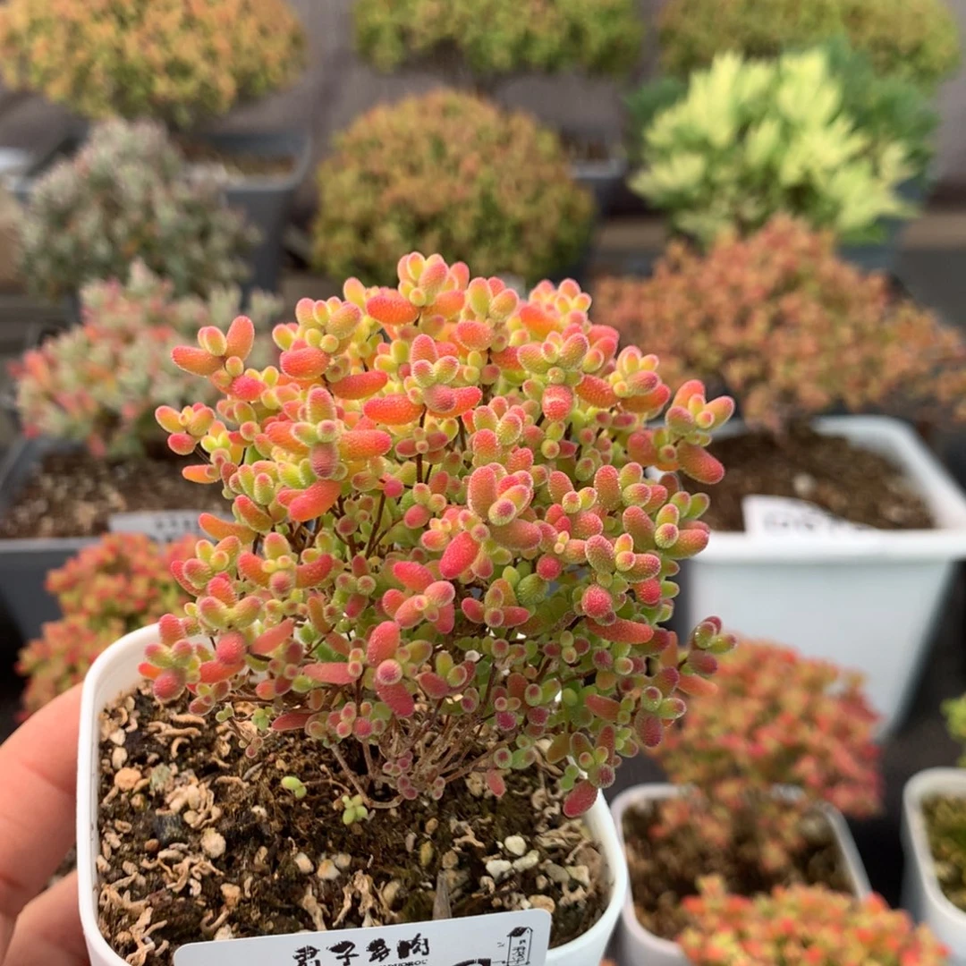 628蜜橘糖球