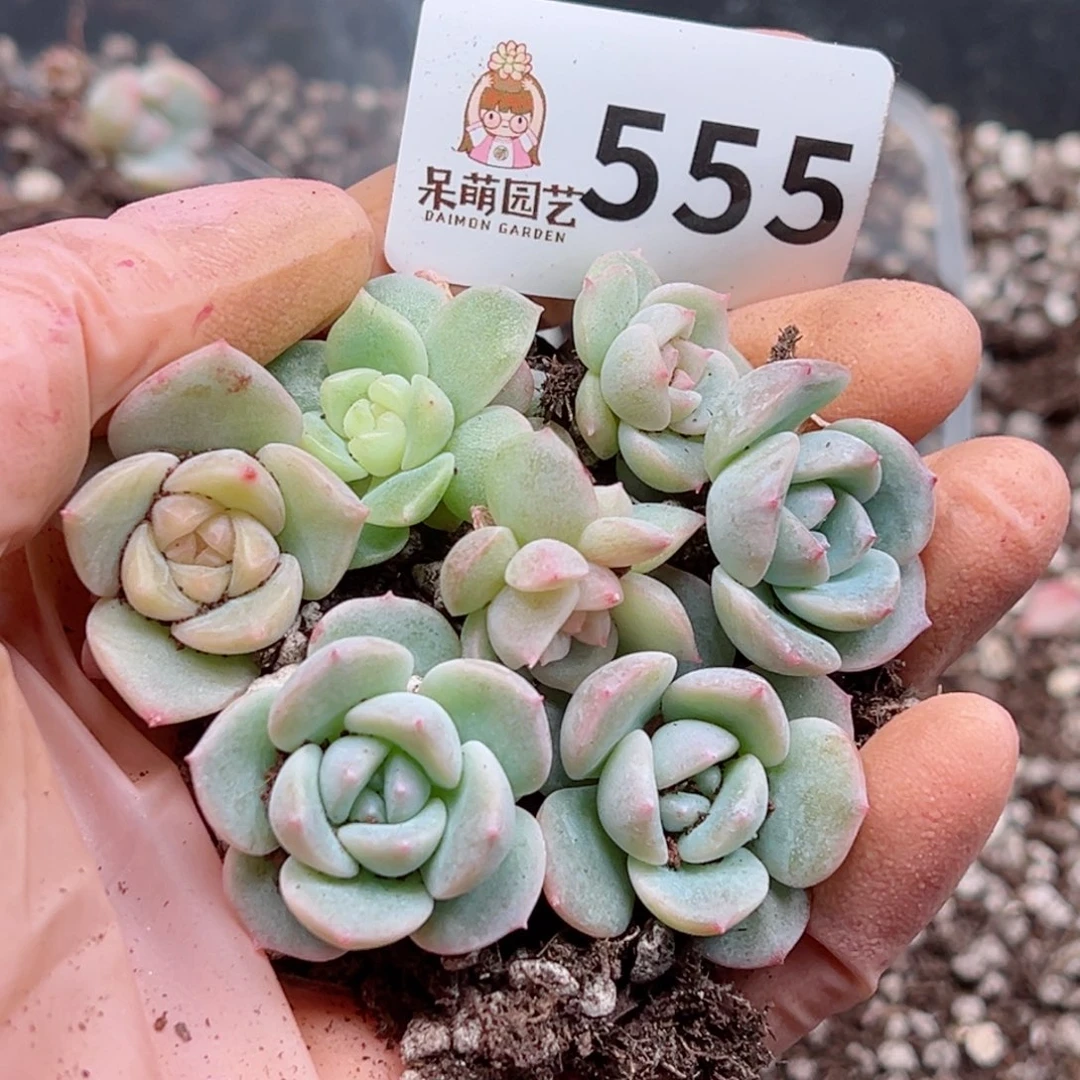 多肉植物多肉植物
