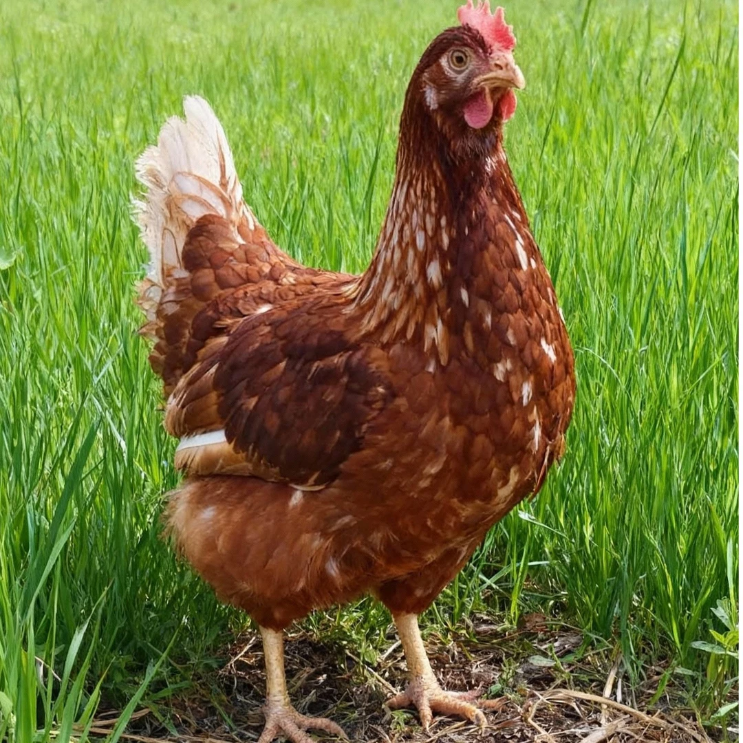 长尾鸡性格温顺体态圆润观赏宠物鸡3斤左右发货