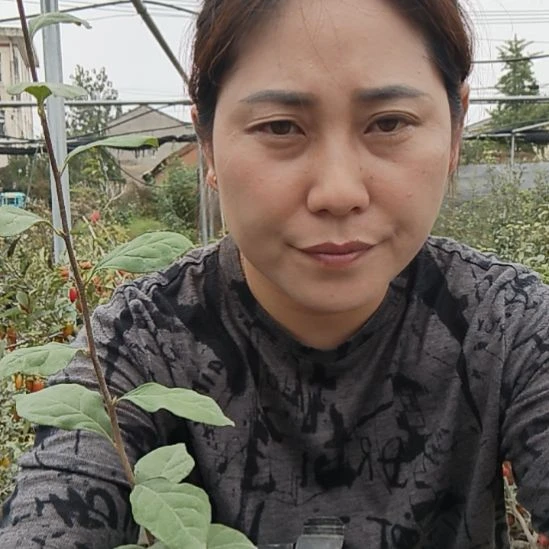 福***兴完全开放长柄黑老鸦柿