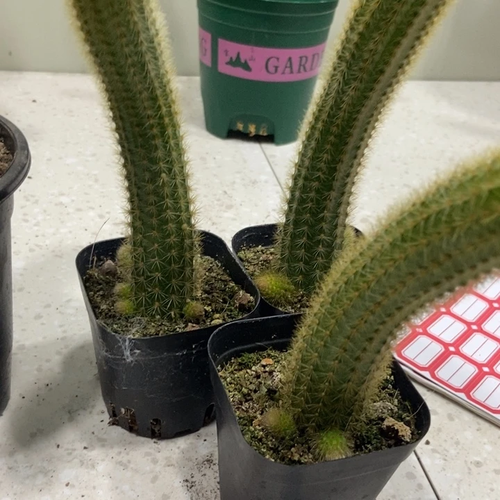 仙人球玛丽珍黄单个自根带崽