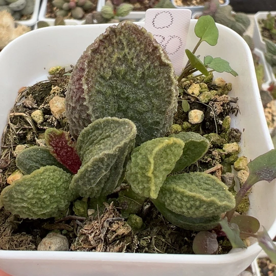 大叶型实生新品大苗多肉植物