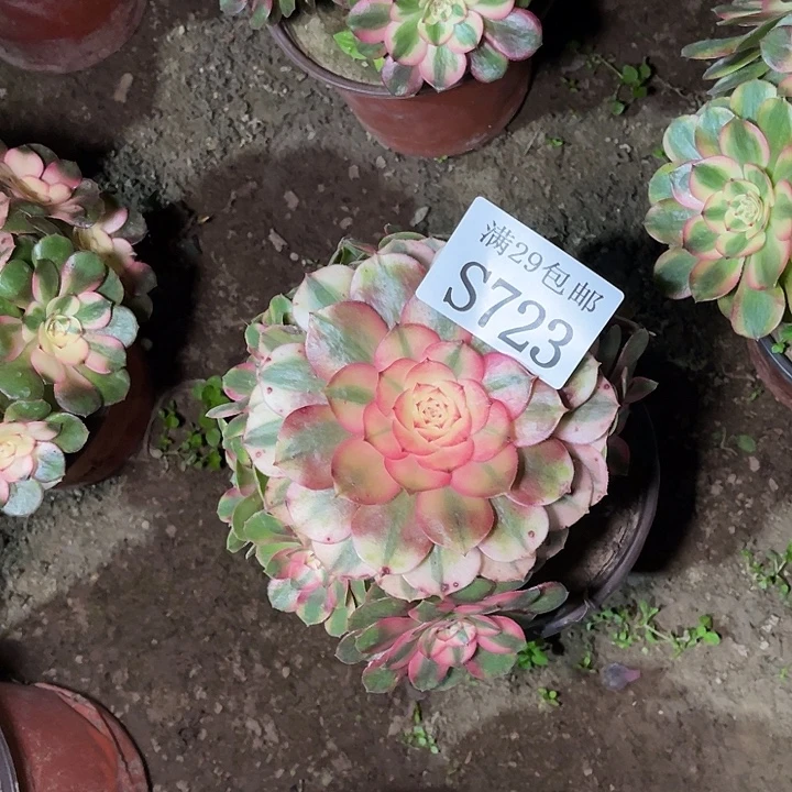 723荔枝多肉植物