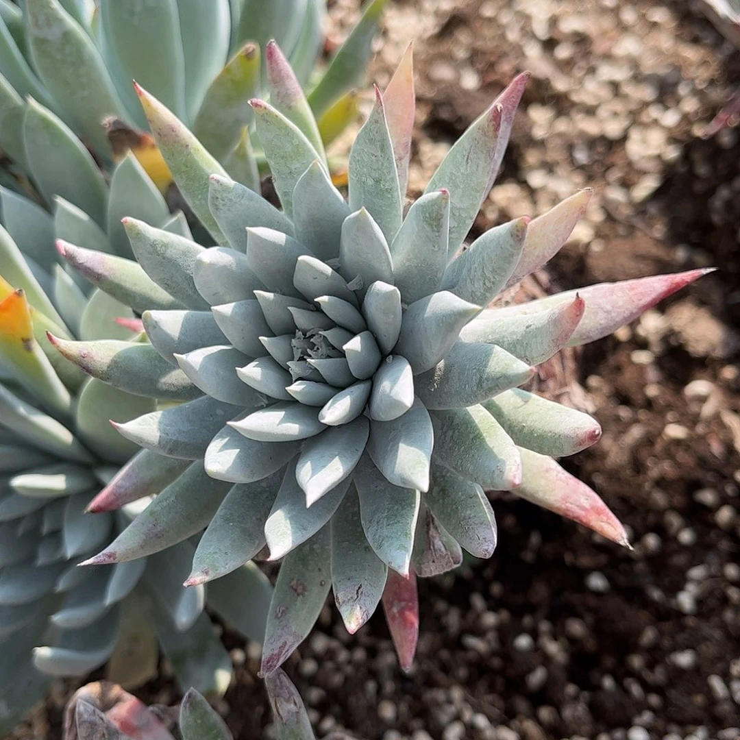 8580变异杂交仙女杯多肉