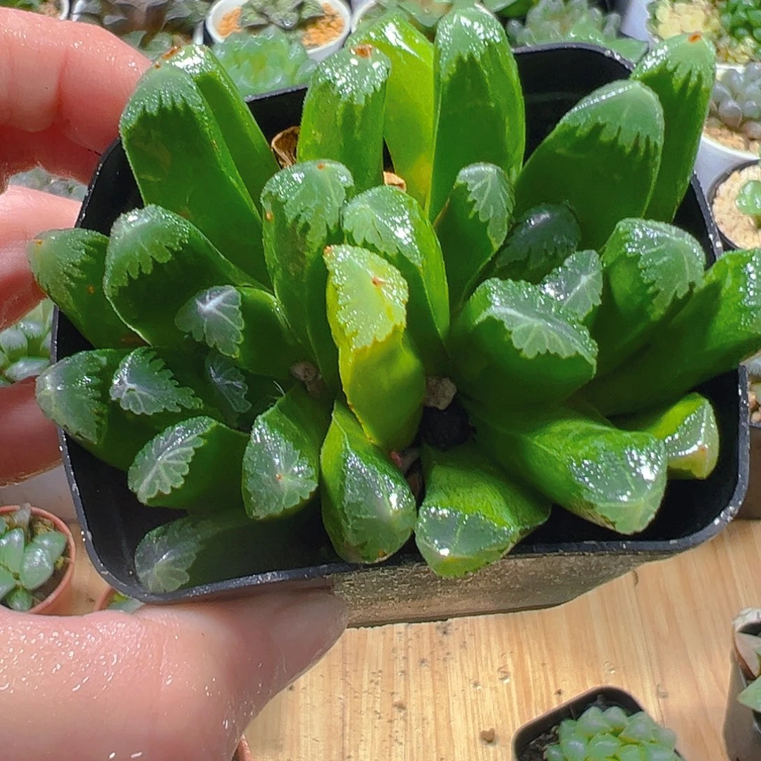 实生双头万象玉露多肉植物一颗