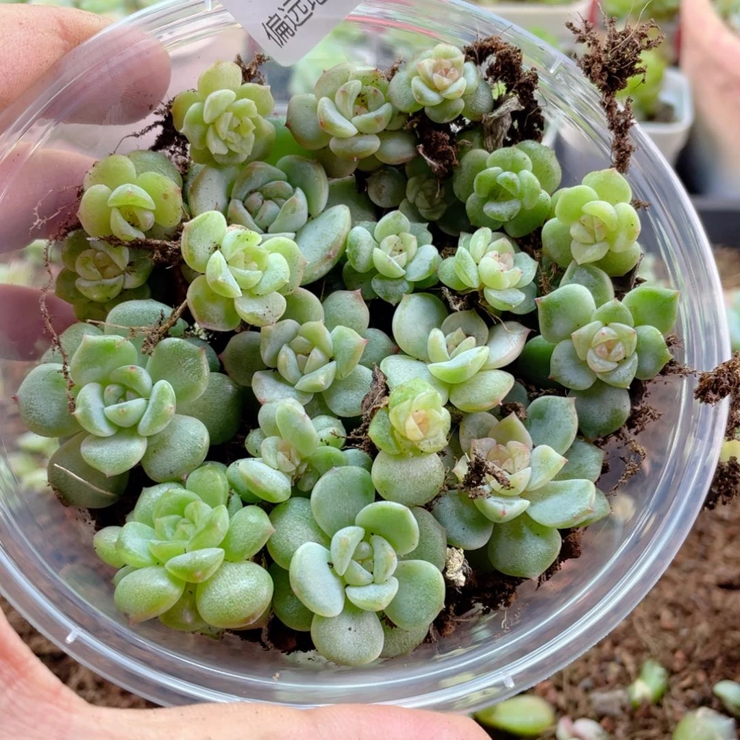 优选糖心珍妮一物一拍282.