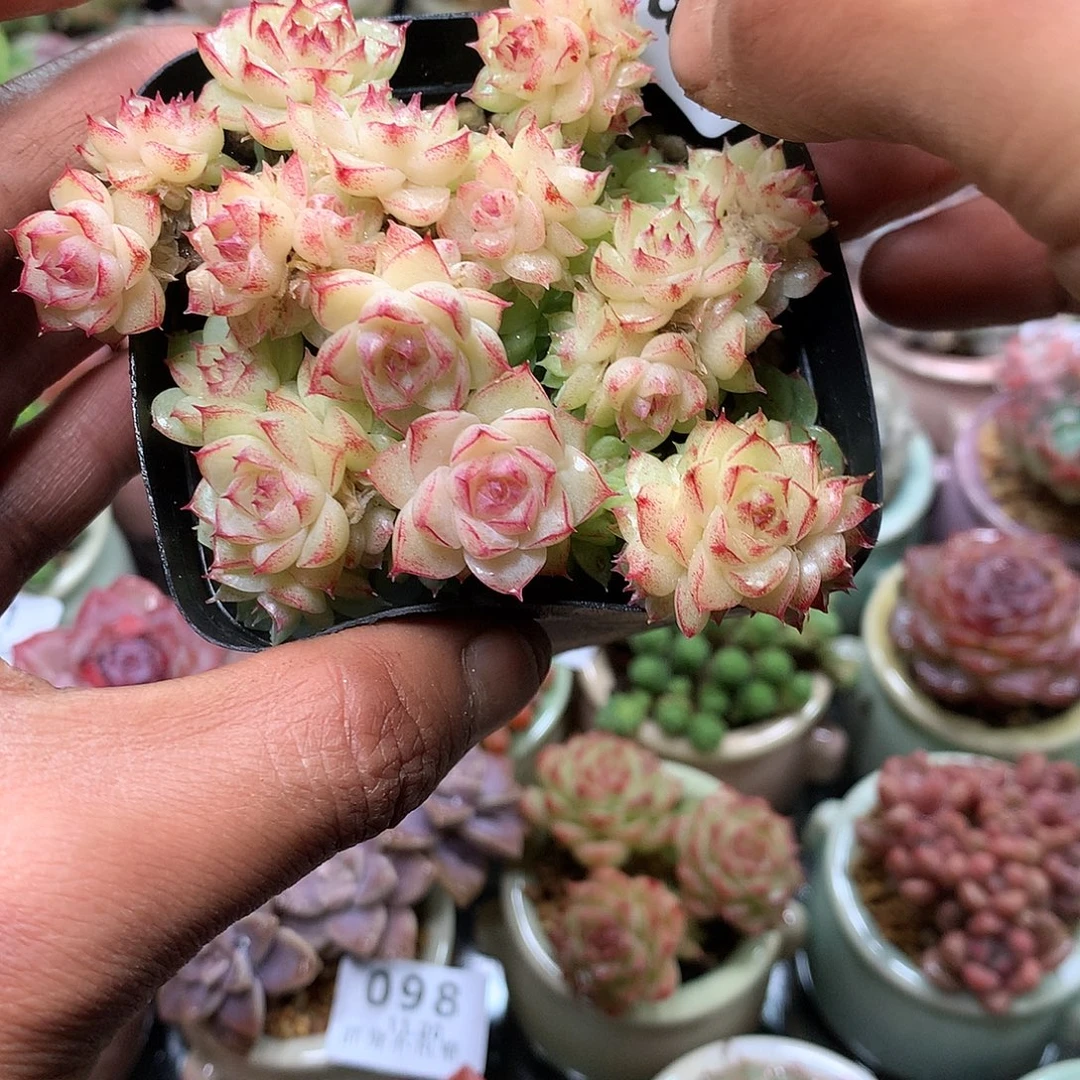 精控拇指盆11.20805