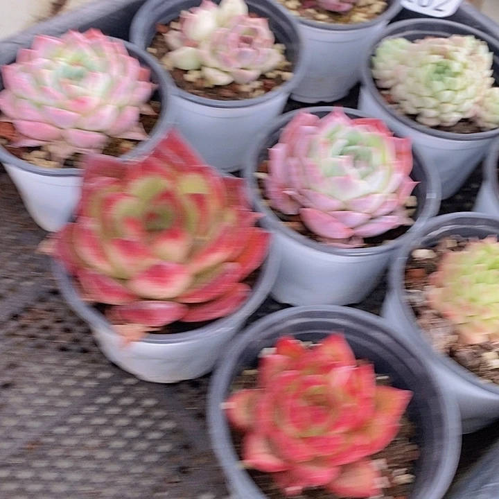 182 多肉植物盆栽花卉植物