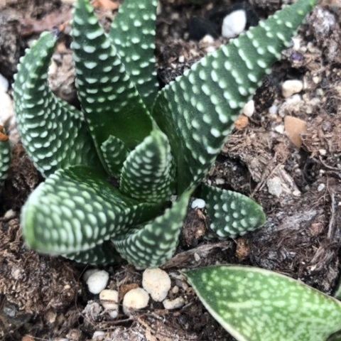 8**5秋天星硬叶新一代