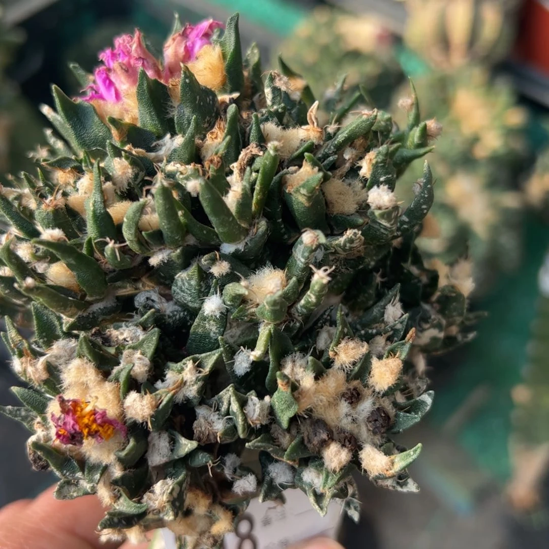 天****吧龙舌兰牡丹群仙人球848