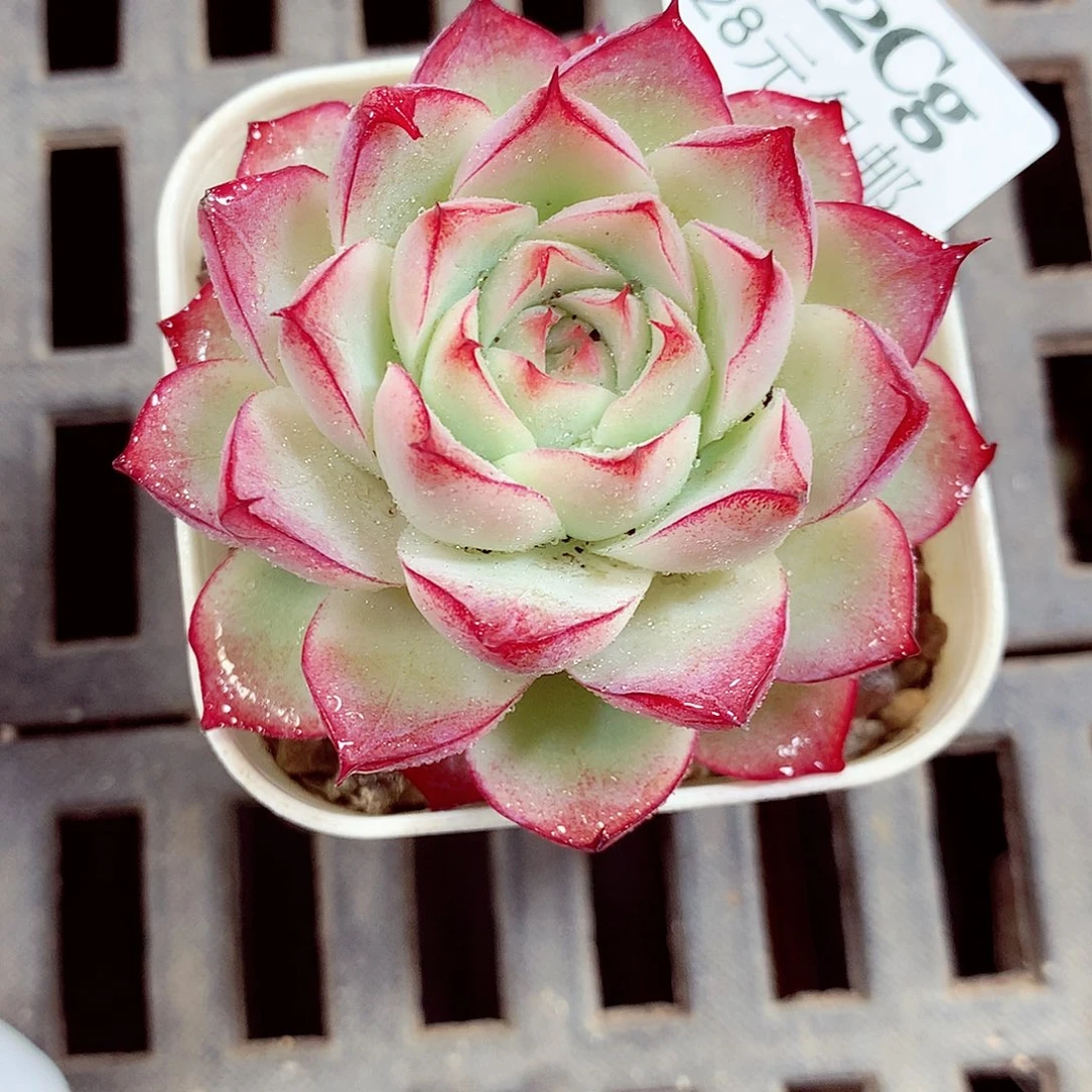 5厘米盆精控多肉312