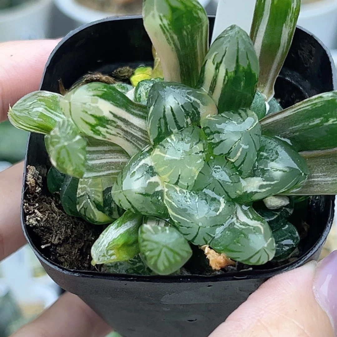 67老川灯芯玉露锦带仔福利专场