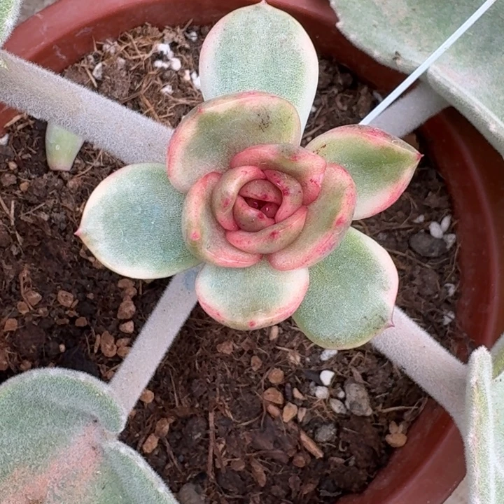 红玫瑰锦一物一拍