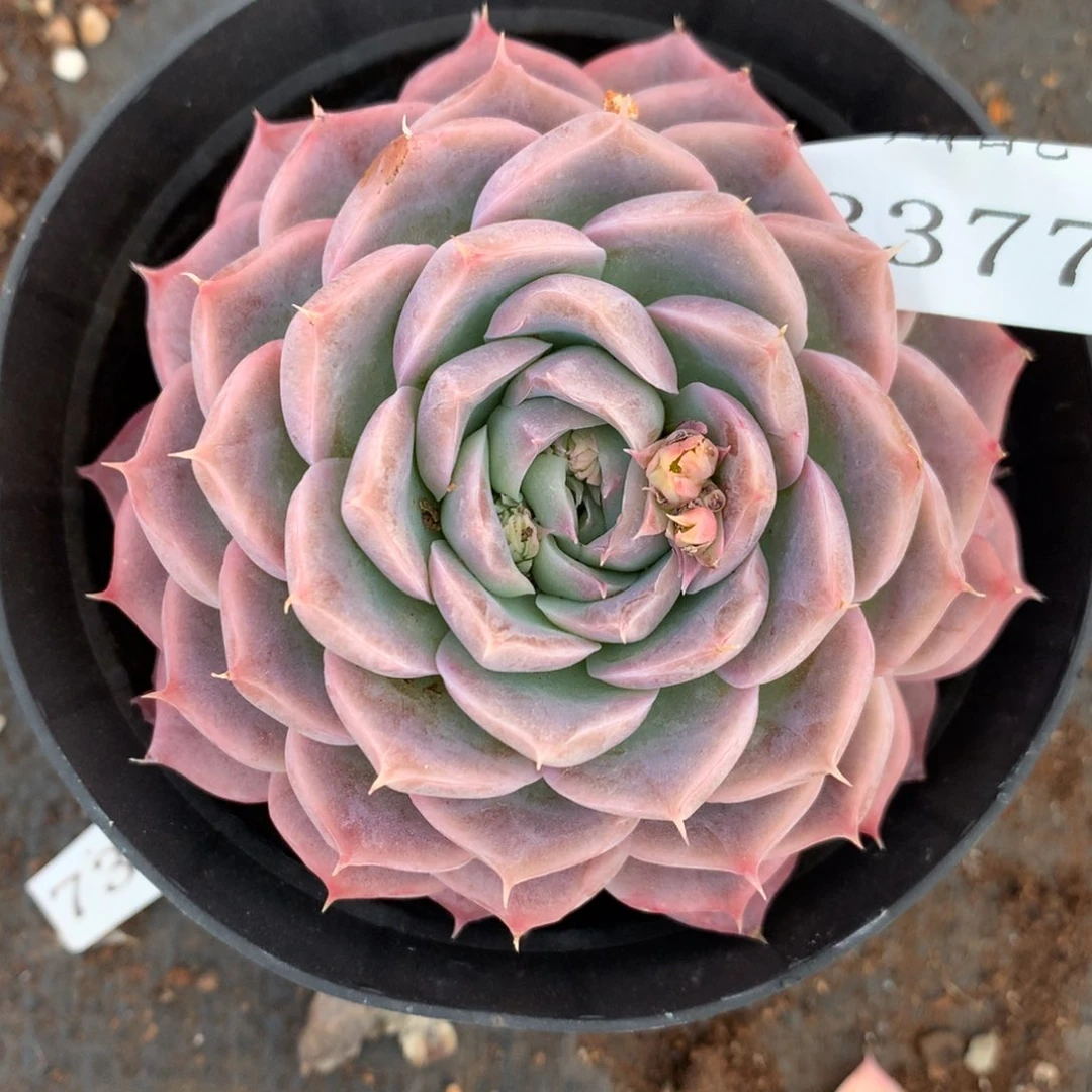 3377杂交精品基地9厘米