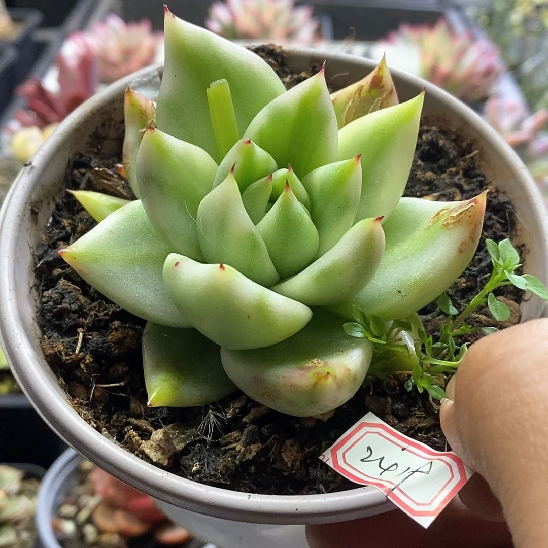 2419艾克魂宽锦微瑕多肉