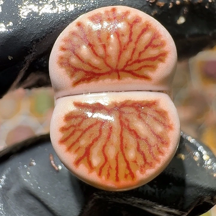 生石花2:：：。    563号。 1.8左右