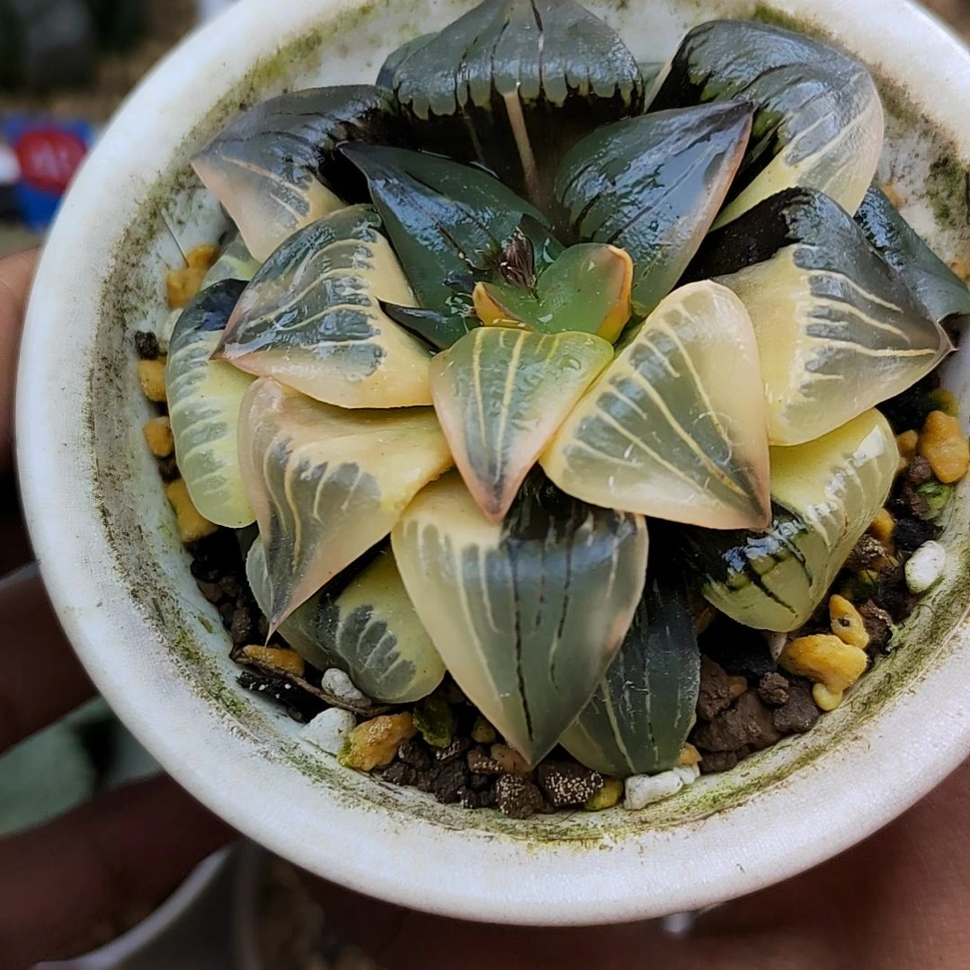 221号 红纹锦 7厘米左右一物一拍带盆