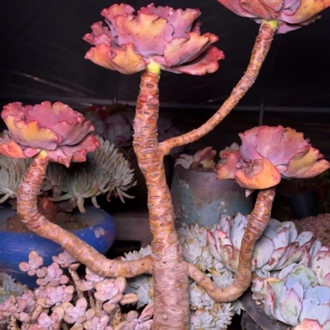 廖*妈多肉植物的植物