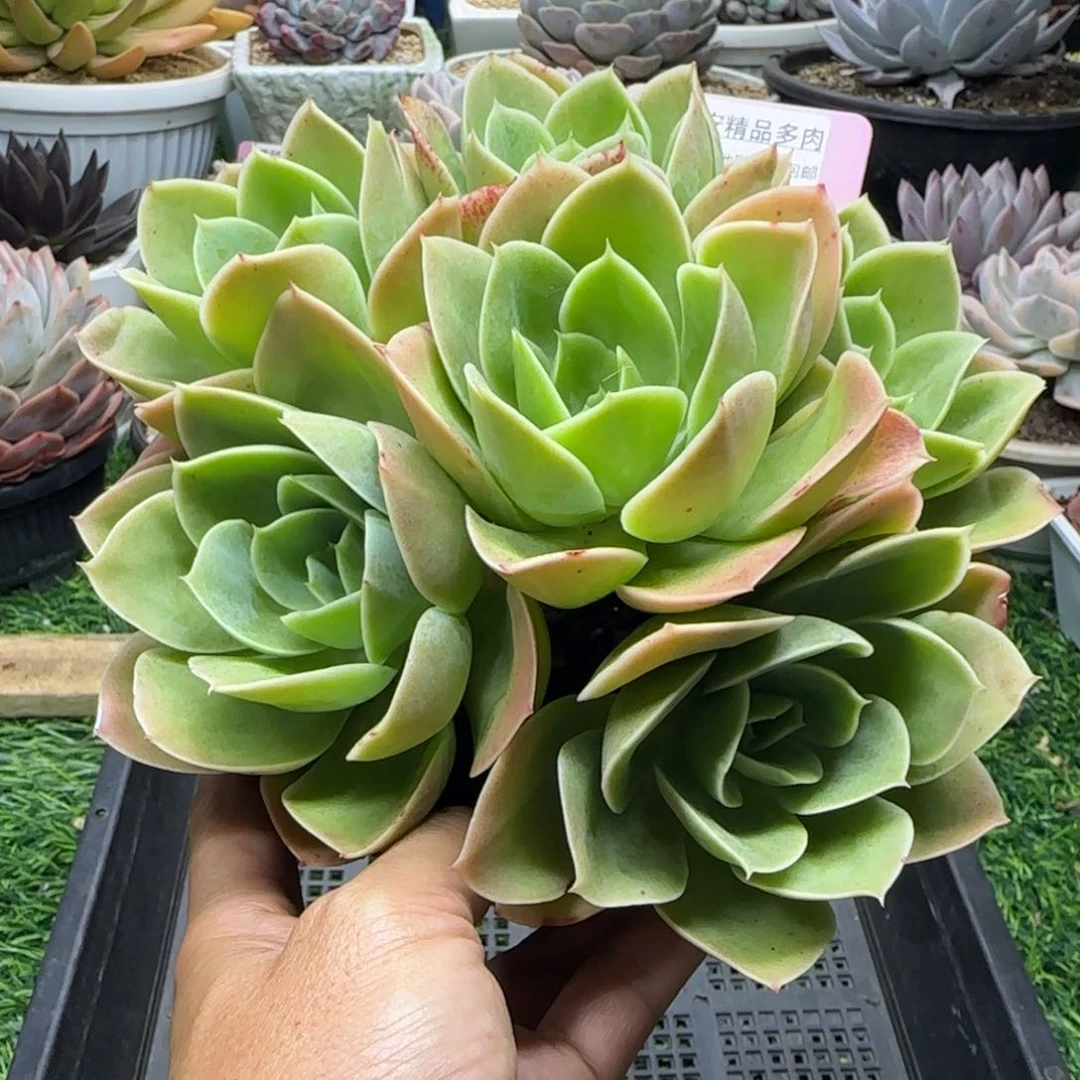 锦安精品多肉植物249