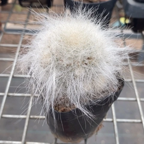 雪猿玉翁4仙人球