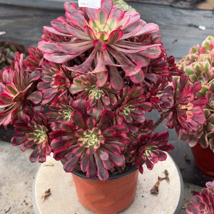 622红铜超白30厘米左右