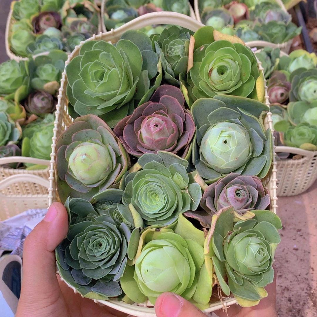 一篮子漂亮的山地玫瑰量拍