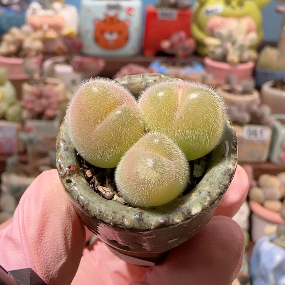 T可爱毛翠盆口2.5cm