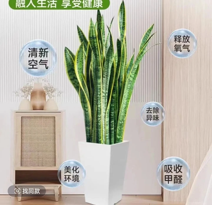 金边虎皮兰大盆栽室内易活绿植净化空气吸甲醛适合办公室