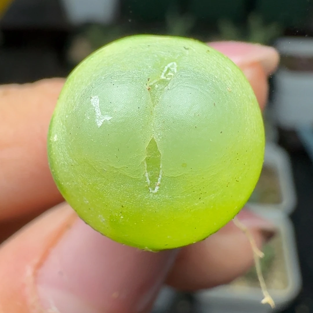 229拉拉尺寸1.5四年福利出