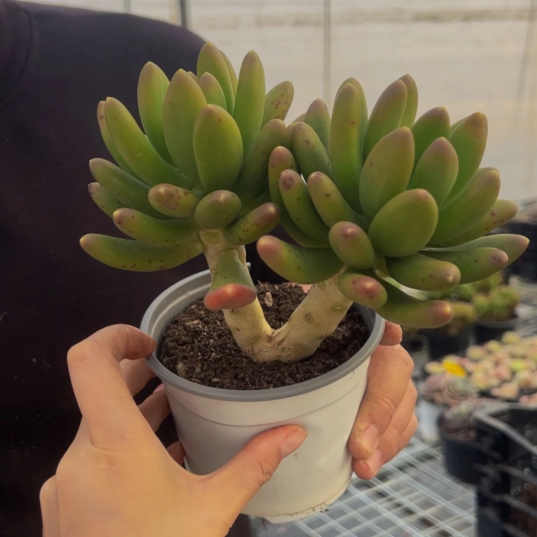 金禅双头起多肉植物