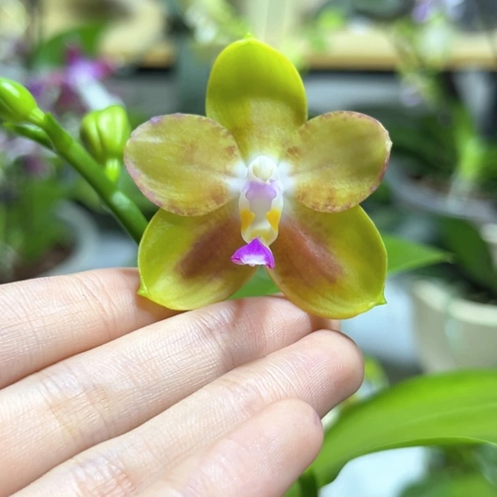 完全开放3寸彩虹熊开花株