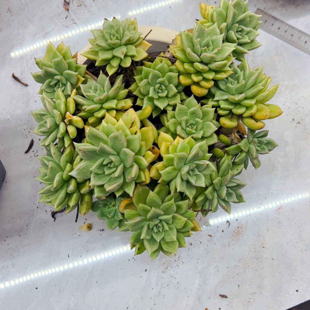 小***幸多肉植物组合盆栽璀璨