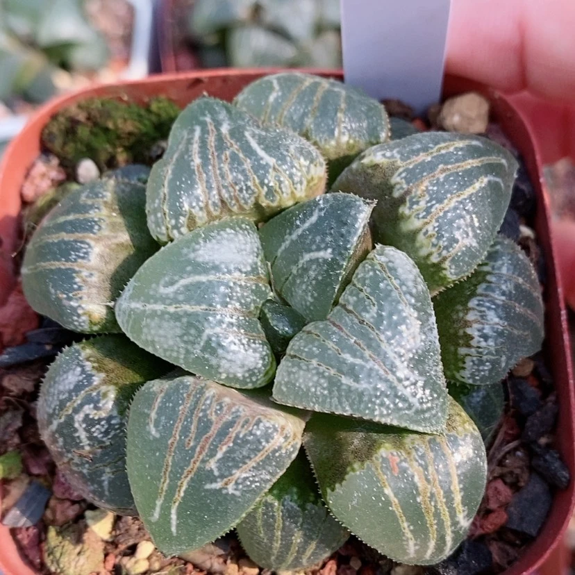 【闪购商品】1云遮月