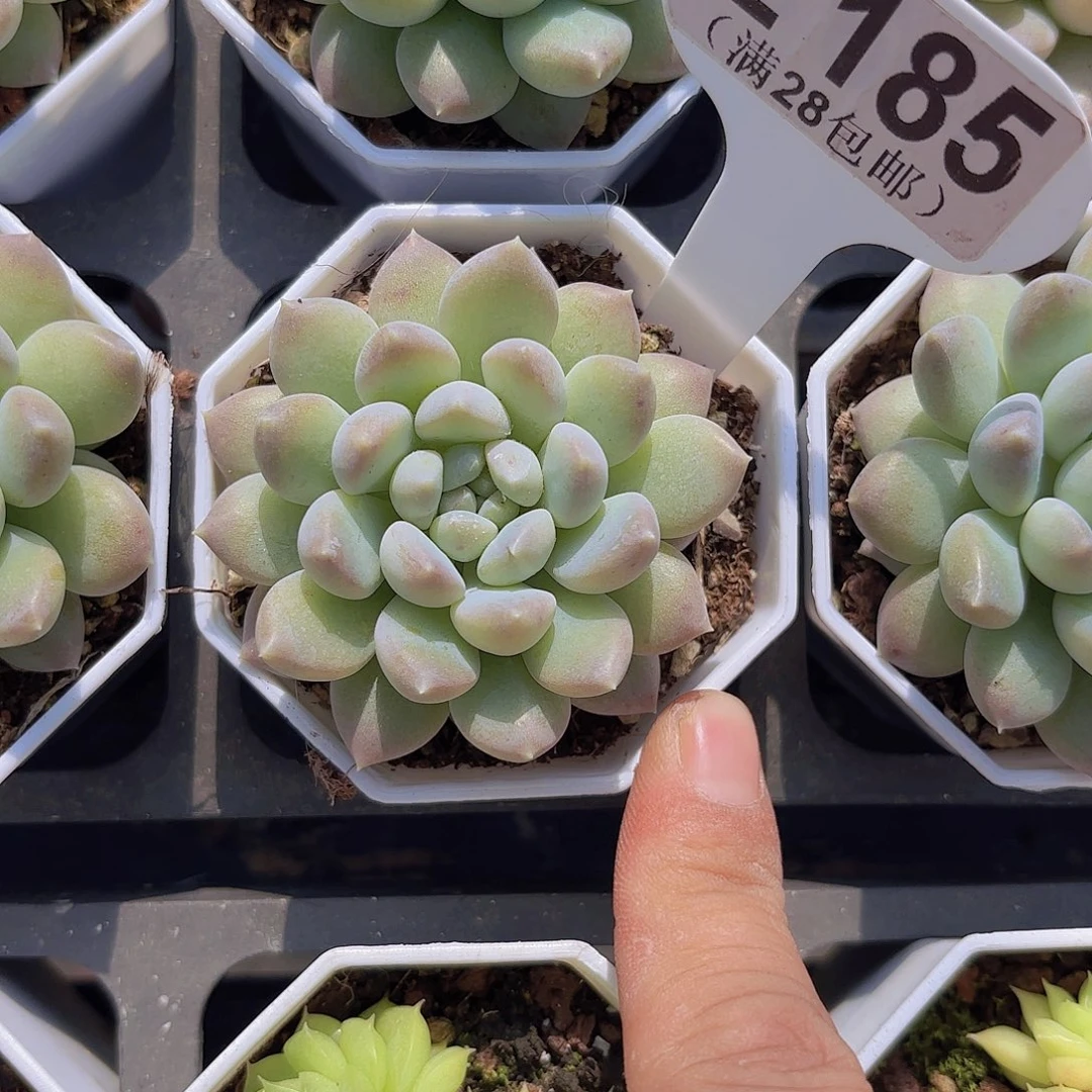 E185奶糖一物一拍