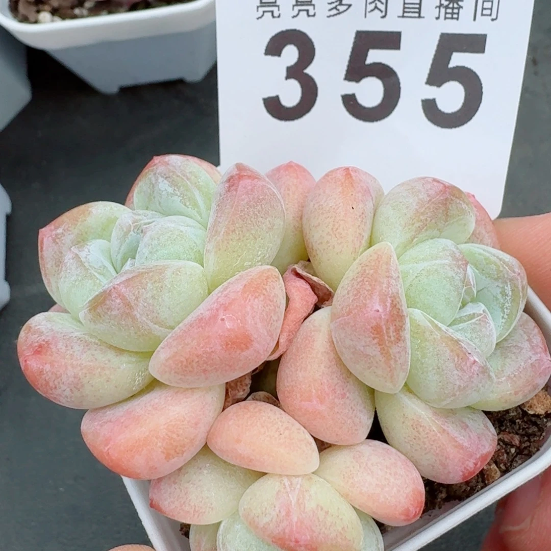 糖心冰玉            精美多肉植物