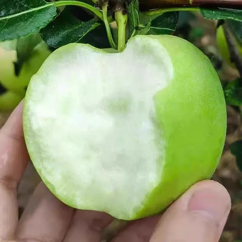 现货青苹果小青果甜酸新鲜应季水果苹果山西孕妇水果酸甜爽口