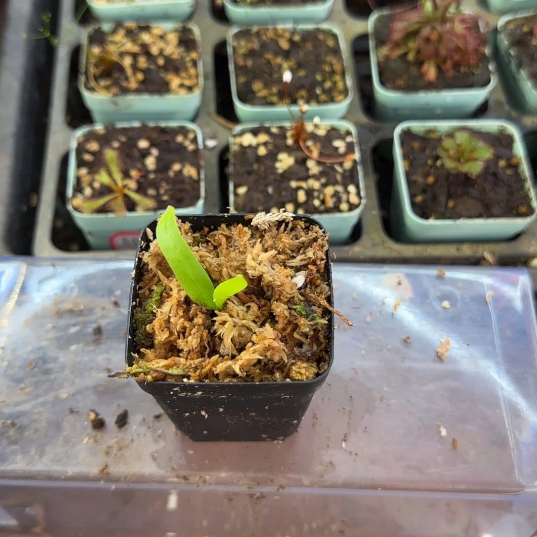 完全开放恩德雷狸藻