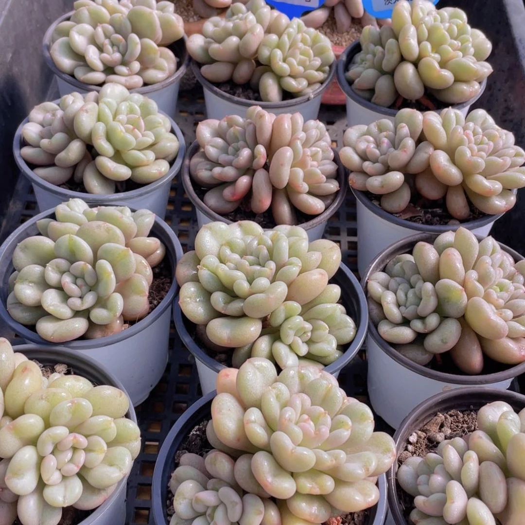 量拍48号 爱心型比尔盖茨大双头一个