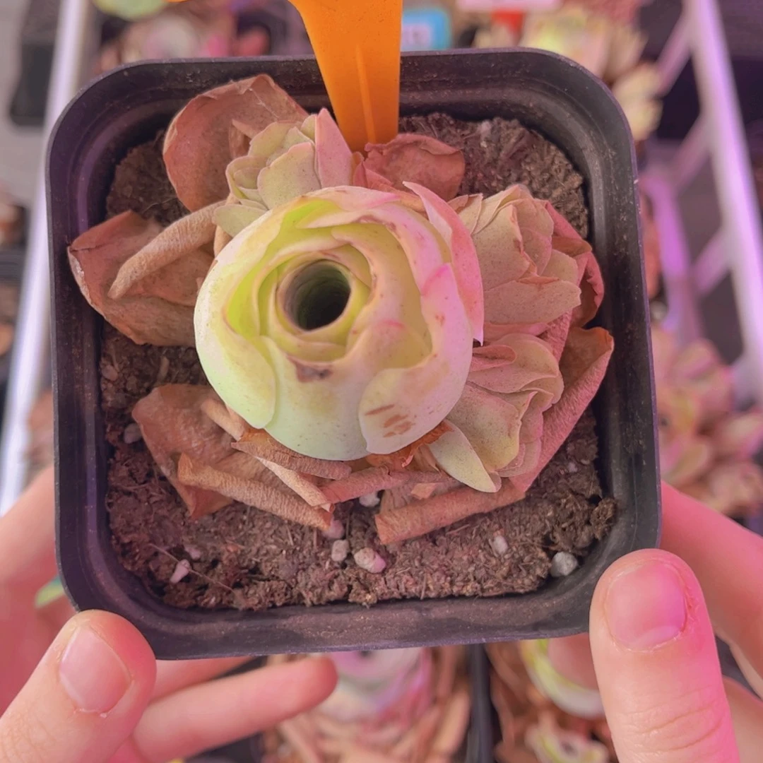 单品一物一拍530号