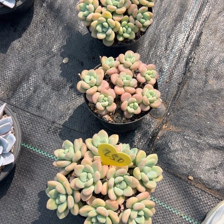 无花朵帆*?多少人都有这样那样不