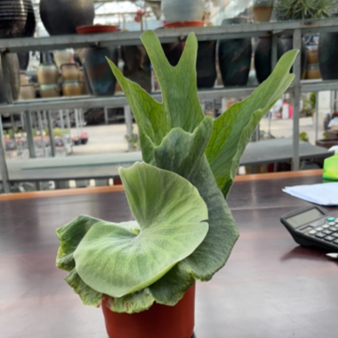 女王鹿角蕨15厘米花盆