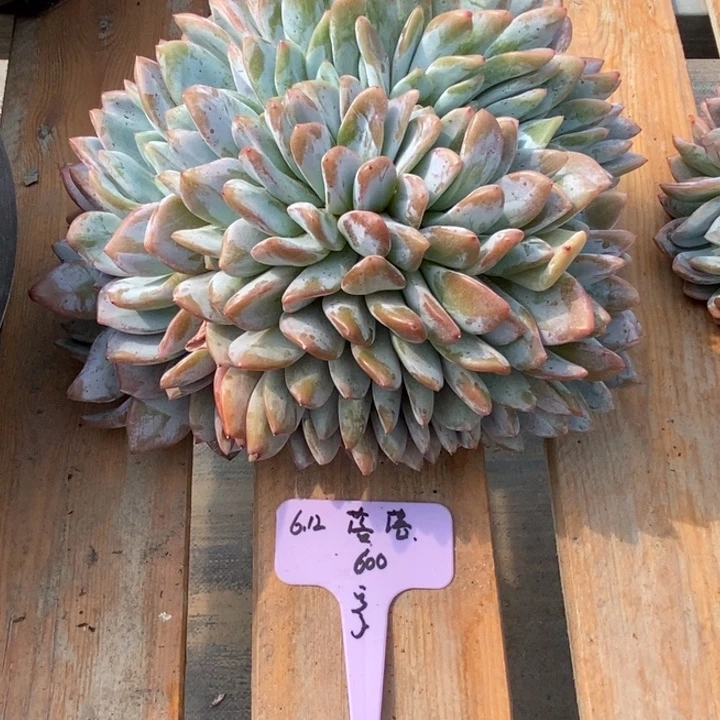 福多多花卉园艺星影