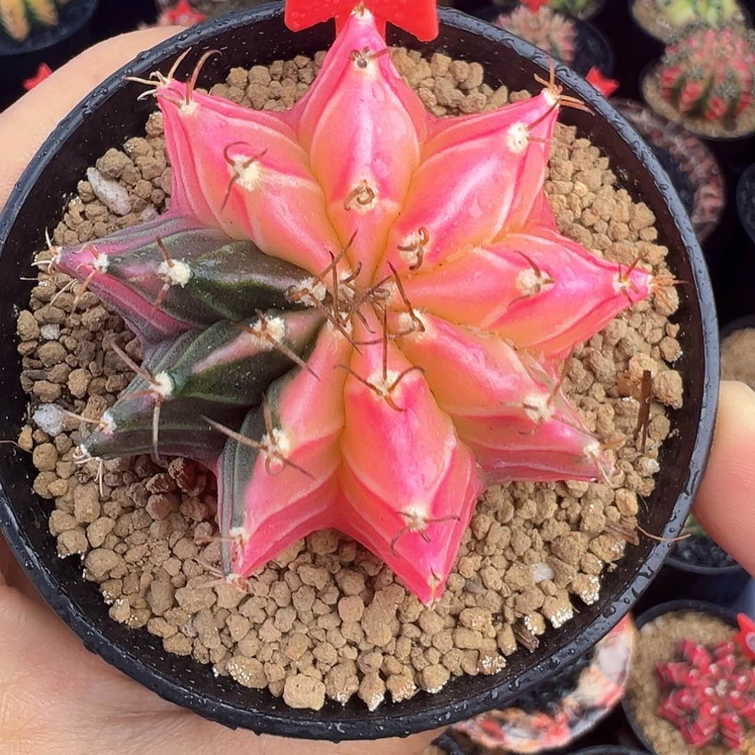 79-米哈仙人球锦带盆土发货5.3厘米