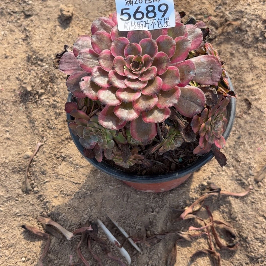 S 5689红金刚多肉，？ade