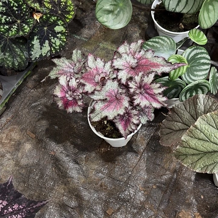 完全开放寒夜霓裳