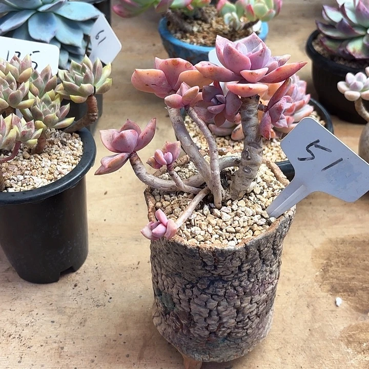 多肉植物，彩虹糖51号