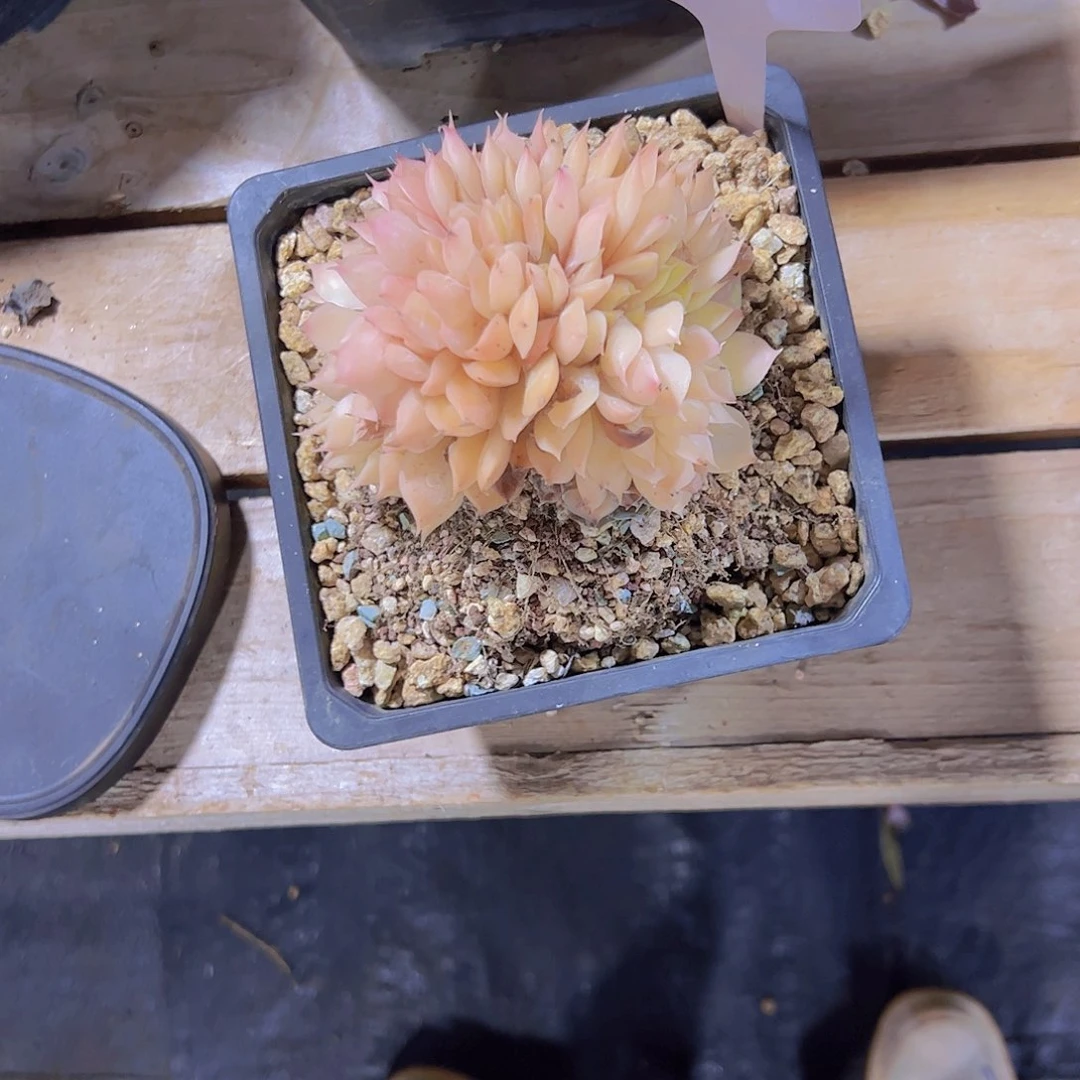 嶷****）0988昂斯诺缀38。。。