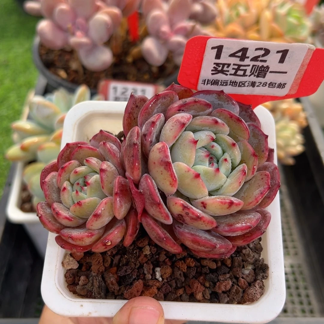 表妹精品多肉1421.