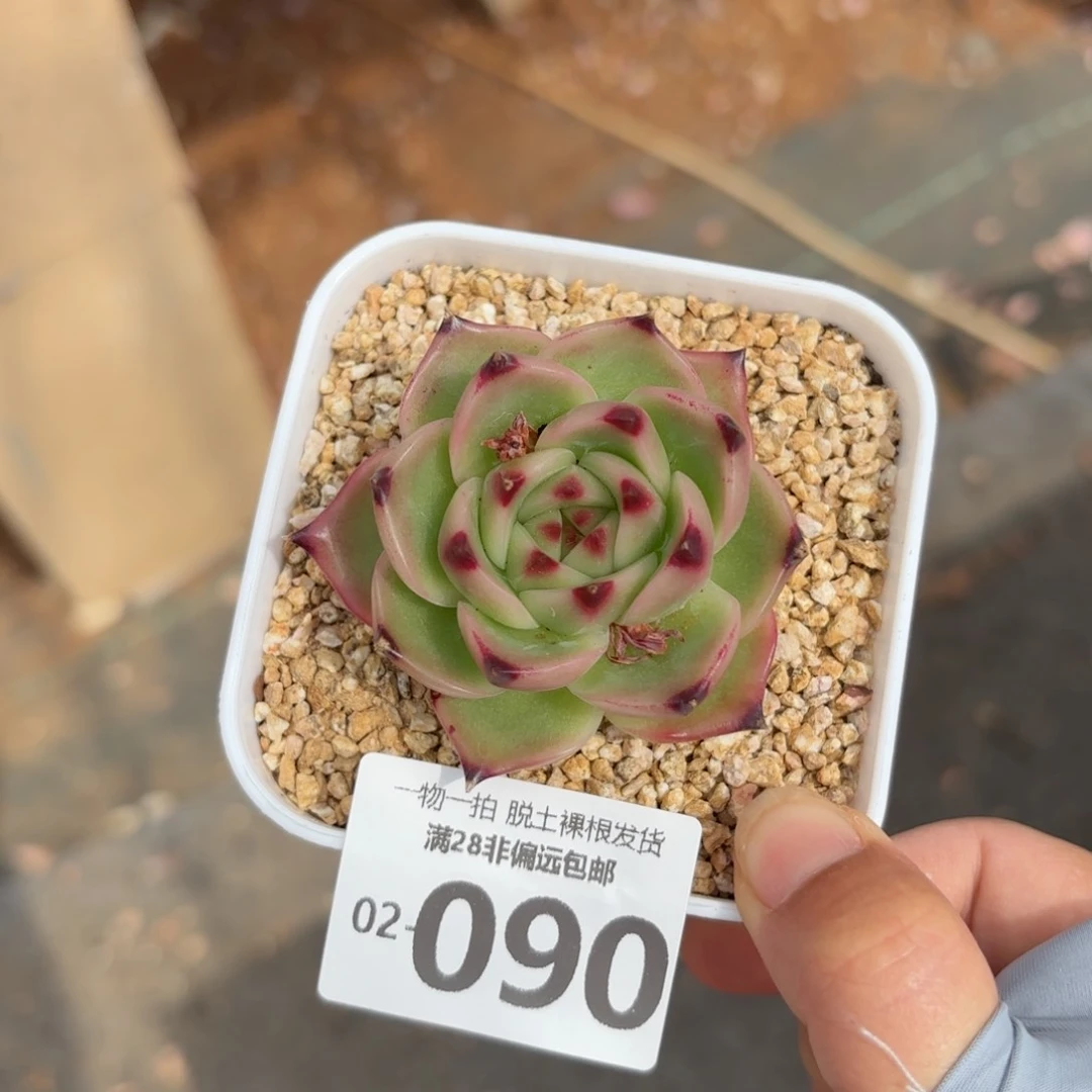 蓝龙单头多肉多肉多肉多肉