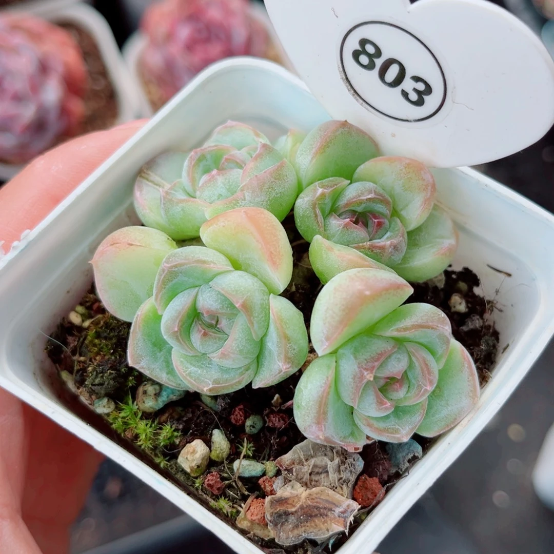 803号小老桩珍妮群